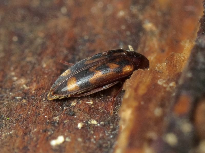 Orchesia undulata Kraatz, 1853